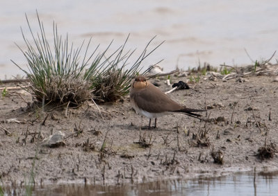 Collared Pratincola (Glareola pratincola)