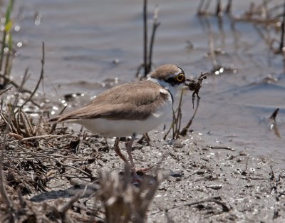 Little Ringed Plover (Charadrius dubius)