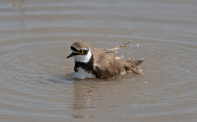 Little Ringed Plover (Charadrius dubius)