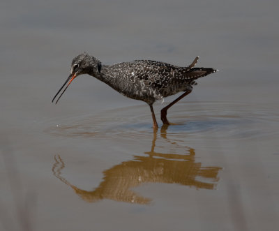 Spotted Redshank (Tringa erythropus)