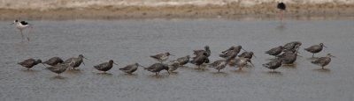 Spotted Redshank (Tringa erythropus)