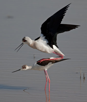 Black-winged Stilt (Himantopus himantopus)