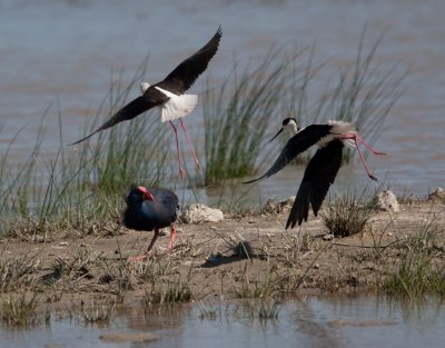 Black-winged Stilt (Himantopus himantopus)