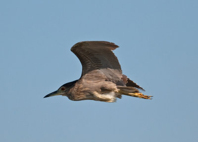 Black-crowned Night Heron  (Nycticorax nyctocorax)