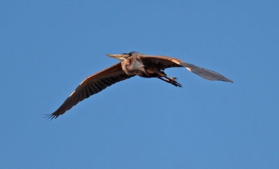 Purple Heron (Ardea purpurrea)