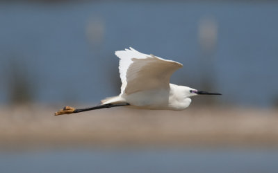 Little Egret (Egretta garzetta)