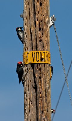 Acorn Woodpecker  (Melanerpes formicivorus)