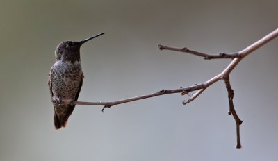 Anna's Hummingbird  (Calypte costae)
