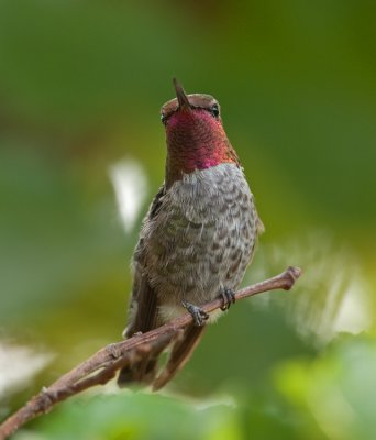 Anna's Hummingbird  (Calypte costae)