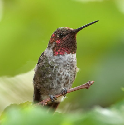 Anna's Hummingbird  (Calypte costae)