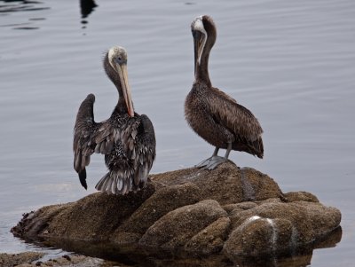 Brown Pelican  (Pelecanus occidentalis)