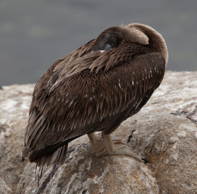 Brown Pelican  (Pelecanus occidentalis)