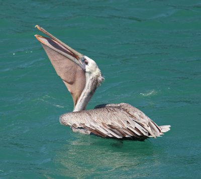 Brown Pelican  (Pelecanus occidentalis)