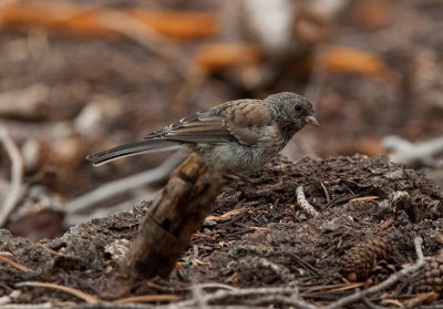 Dark-eyed Junco  (Junco hyemalis)