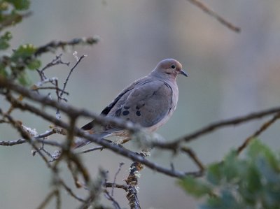 Mourning Dove  (Zenaida macroura)
