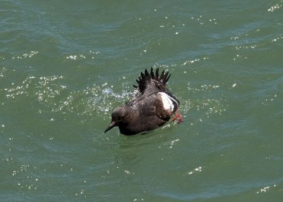 Pigeon Guillemont  (Cepphus columba)