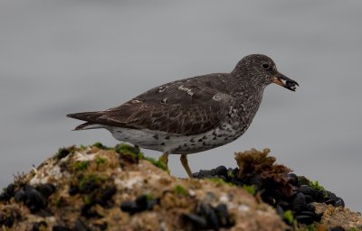 Surfbird  (Aphriza virgata)