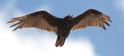 Turkey Vulture  (Cathartes aura)