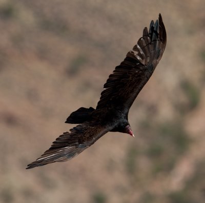 Turkey Vulture  (Cathartes aura)