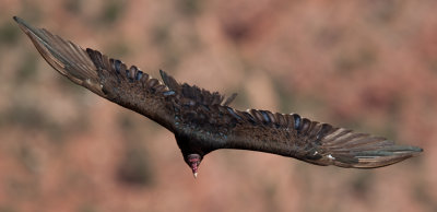 Turkey Vulture  (Cathartes aura)