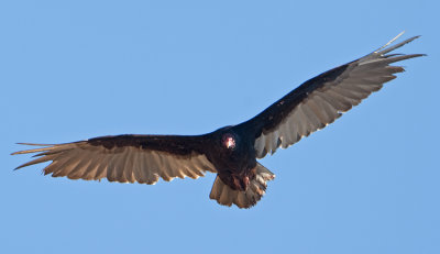 Turkey Vulture  (Cathartes aura)