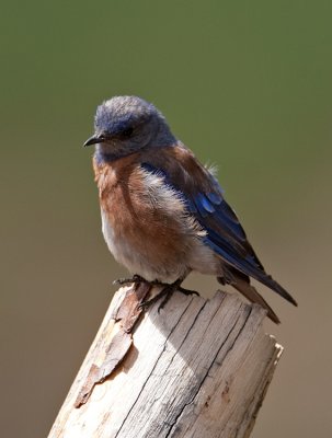 Western Bluebird  (Sialia mexicana)