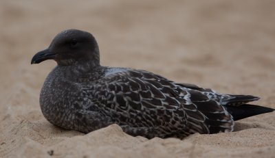 Western Gull  (Larus occidentalis)