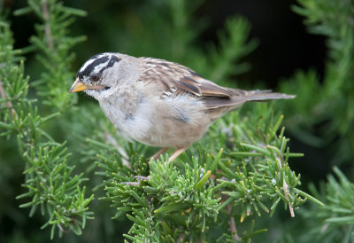 White-crowned Sparrow  (Zonotrichia leucophrys)