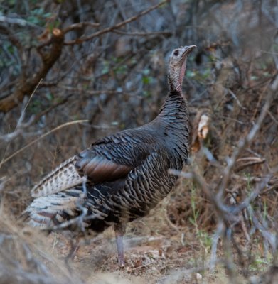 Wild Turkey  (Meleagris gallopavo)