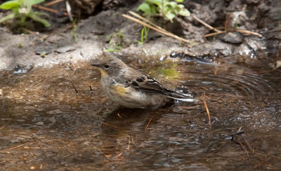 Yellow-rumped Warbler  (Dendroica coronata)