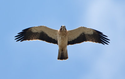 Booted Eagle  (Hieraaetus pennatus)