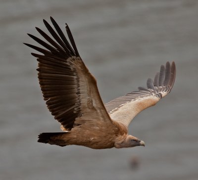 Griffon Vulture  (Gyps fulvus)