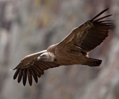 Griffon Vulture  (Gyps fulvus)