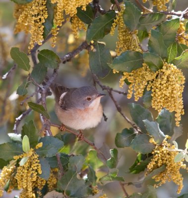 Subalpine Warbler  (Sylvia cantillans) female