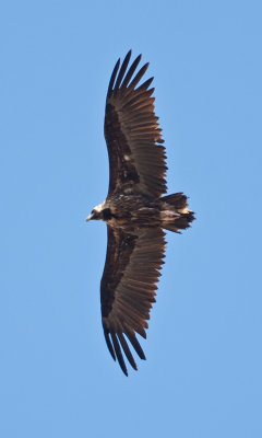 Black Vulture  (Aegypius monachus)