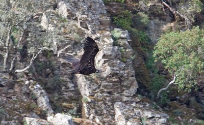 Black Vulture  (Aegypius monachus)