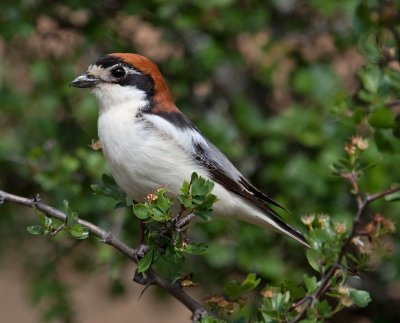 Birds of Extremadura, Spain