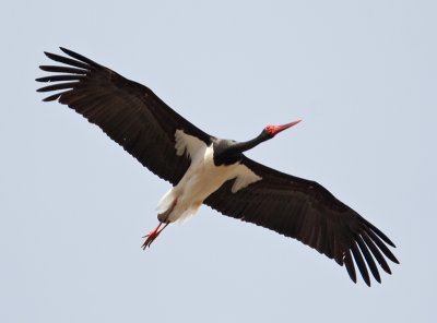 Black Stork  (Ciconia nigra)