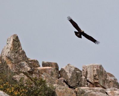 Spanish Imperial Eagle  (Aquila adalberti)