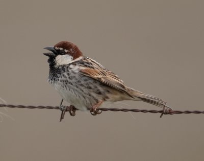 Spanish Sparrow (Passer hispaniolensis)