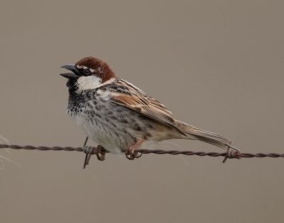 Spanish Sparrow  (Passer hispaniolensis)