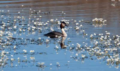 Great Crested Grebe  (Podiceps cristatus)