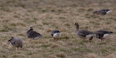 White-fronted Goose  (Anser albifrons)