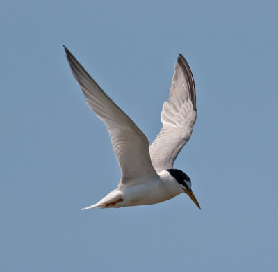 Little Tern  (Sterna albifrons)