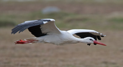 White Stork (Ciconia ciconia)