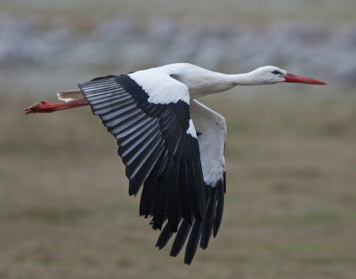 White Stork (Ciconia ciconia)