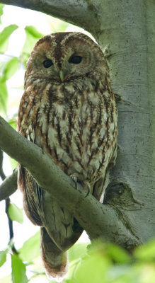 Tawny Owl (Strix aluco)