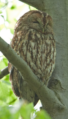 Tawny Owl  (Strix aluco)