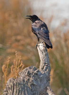 Crow  (Corvus corone)