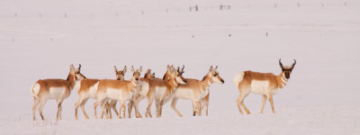 Pronghorn-snow-XXVI.jpg